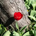 בית נופש Les Jonquilles-2 By Interhome *