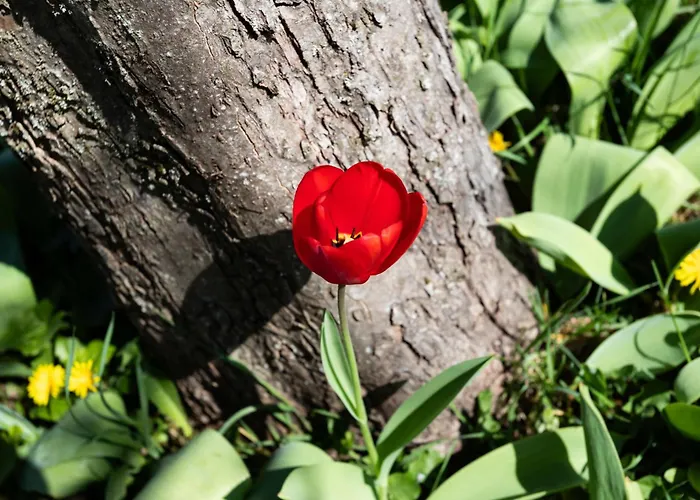 Ferienhaus Les Jonquilles-2 By Interhome *