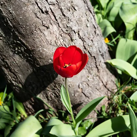 Semesterbostad Les Jonquilles-2 By Interhome *